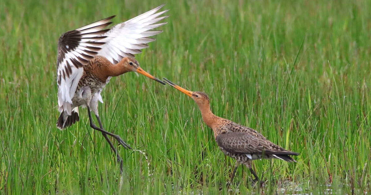 Wandelpad 't Wijmersdijkje in Drechterland binnenkort dicht vanwege broedseizoen