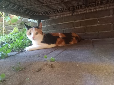 Heb jij Jack, Chabo of Lola gezien? Deze drie huisdieren worden in Almelo vermist