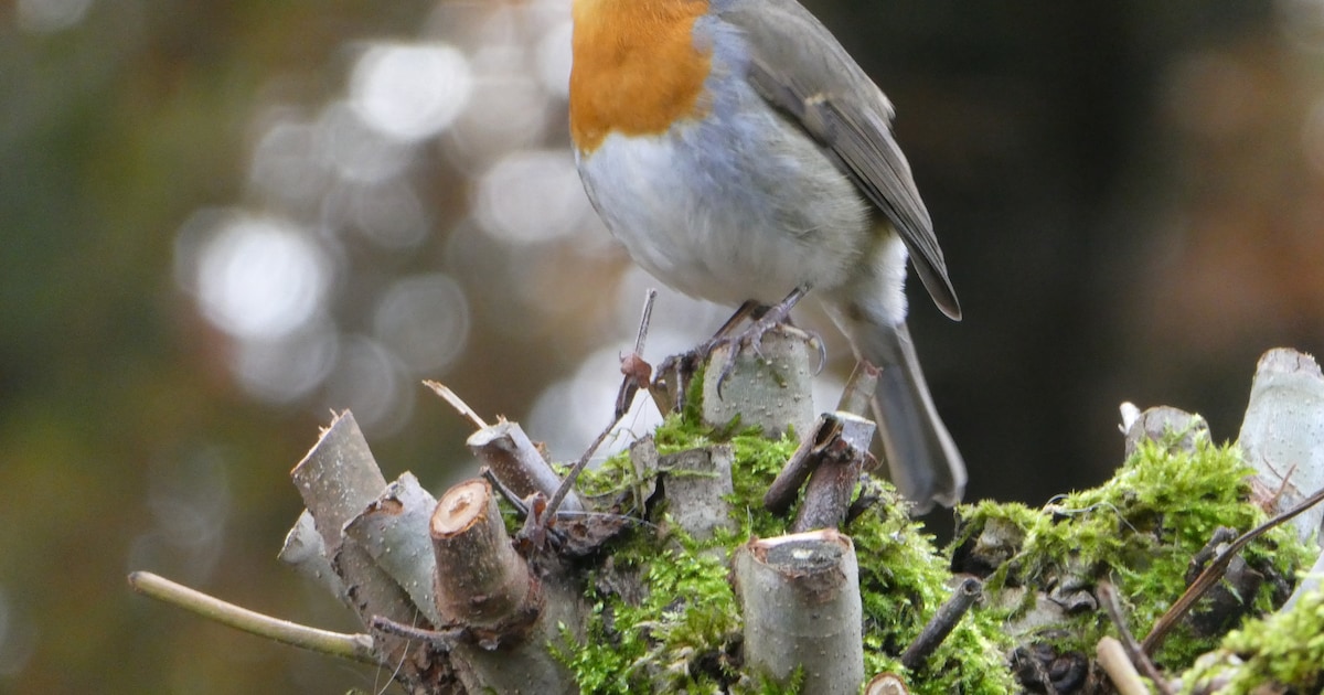 Uitdeelactie in Leusden: 1000 gratis boompjes en struikjes