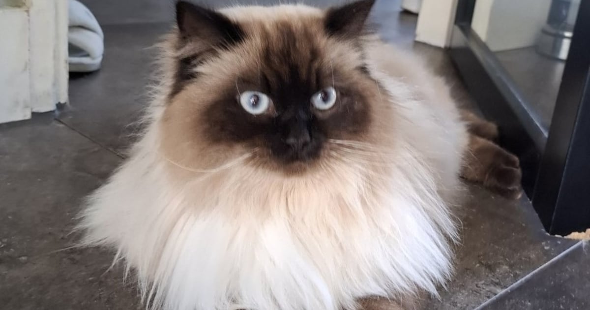 Heb jij Sober of Spicy gezien? Deze twee huisdieren worden in Lansingerland vermist