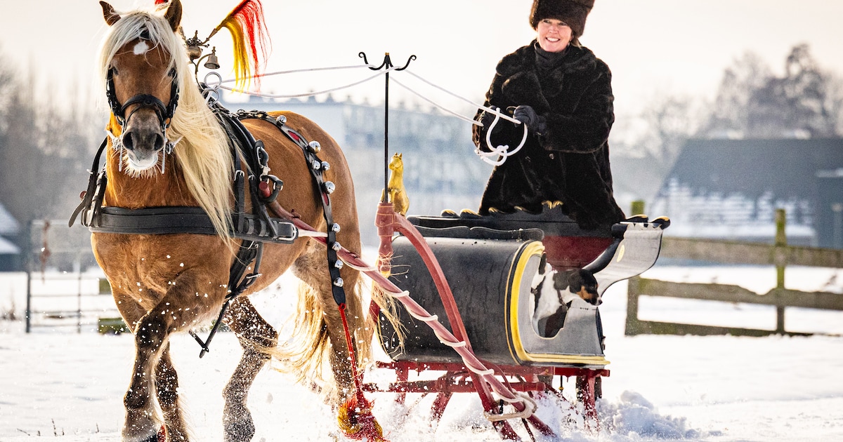 Gouden week voor arrensleeclub: ‘Niet uit te leggen hoe het voelt als je met je paard door de sneeuw