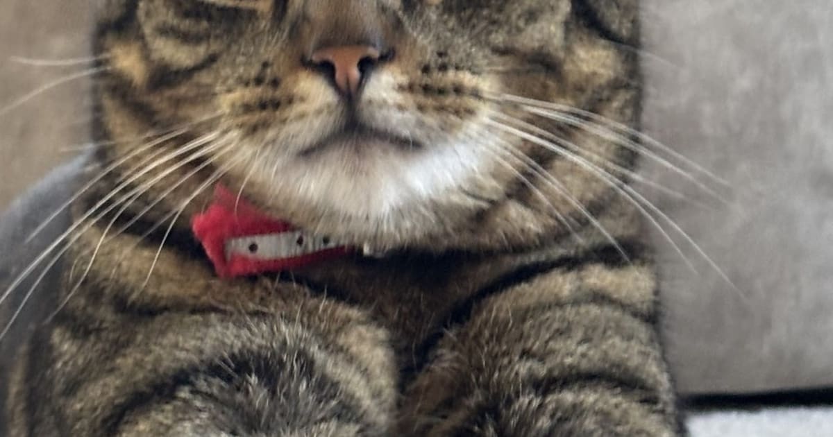 Heb jij Dexter gezien? Dit huisdier wordt in Wijk bij Duurstede vermist
