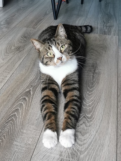 Heb jij Pixie, Sammy of Kip kip kip gezien? Deze vijf huisdieren worden in Apeldoorn vermist