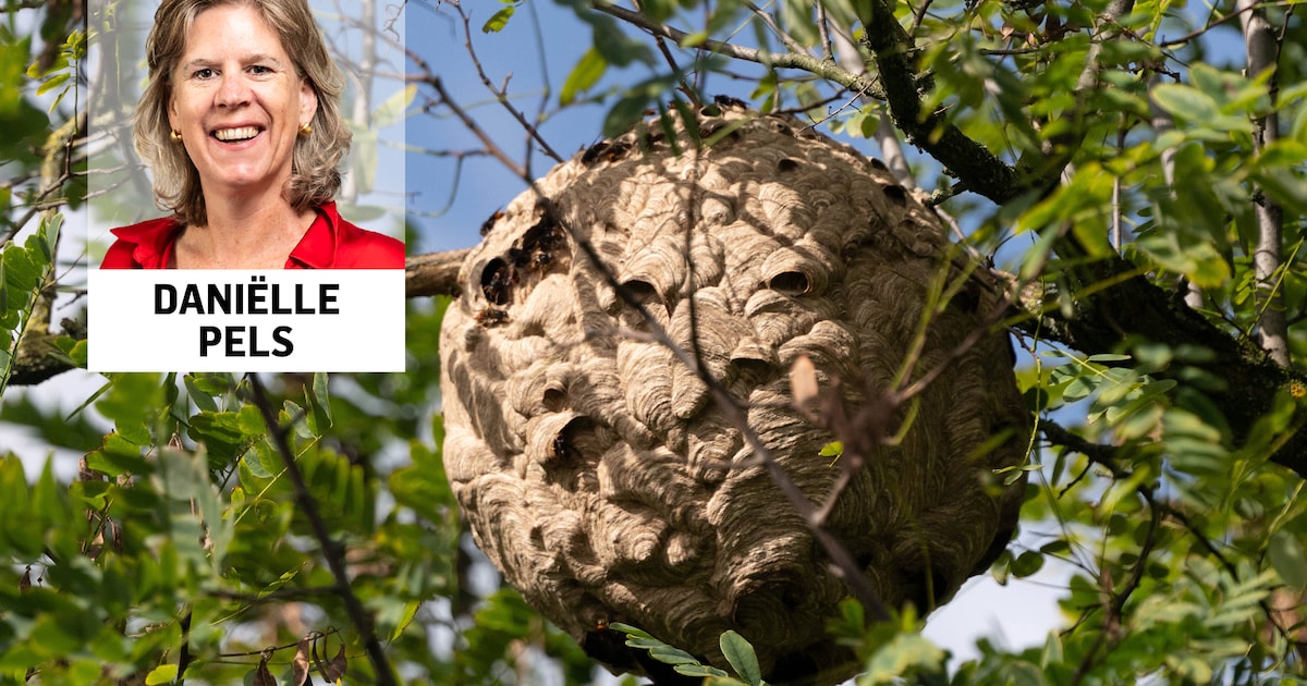 Duidelijk is dat deze enge invasieve exoot steeds vaker voor problemen zorgt