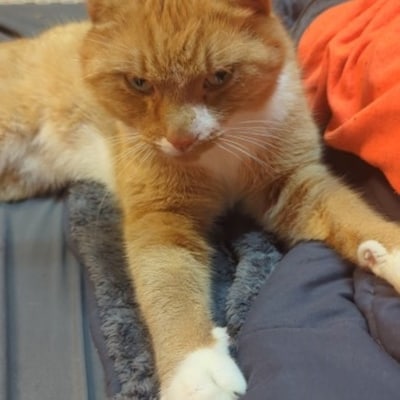Heb jij Andre of Jip gezien? Deze twee huisdieren worden in Veenendaal vermist