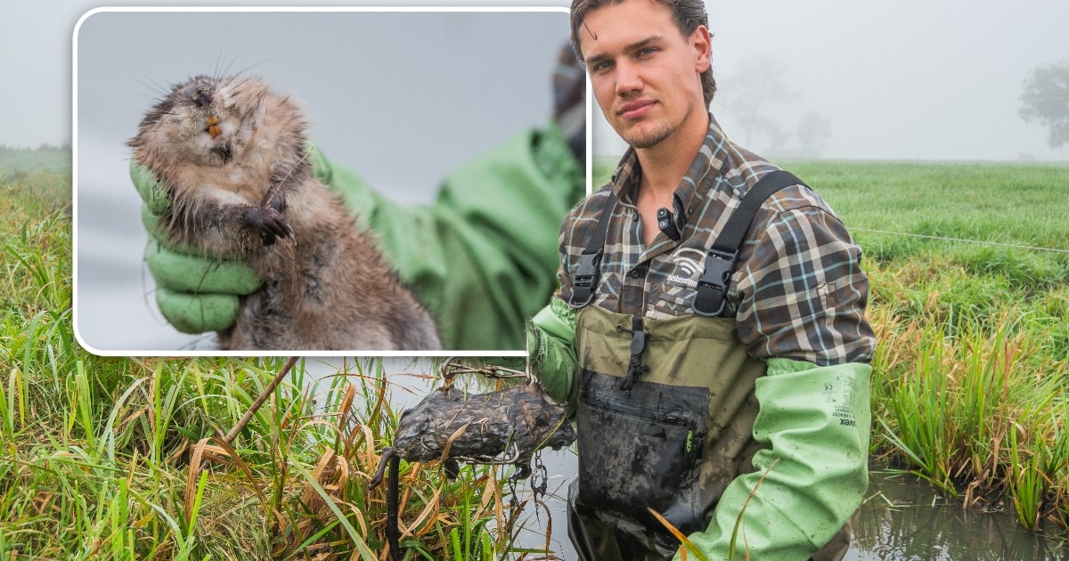 2150 muskusratten gevangen, maar Timmo is nog lang niet klaar: ‘De laatste dieren zijn het lastigst’