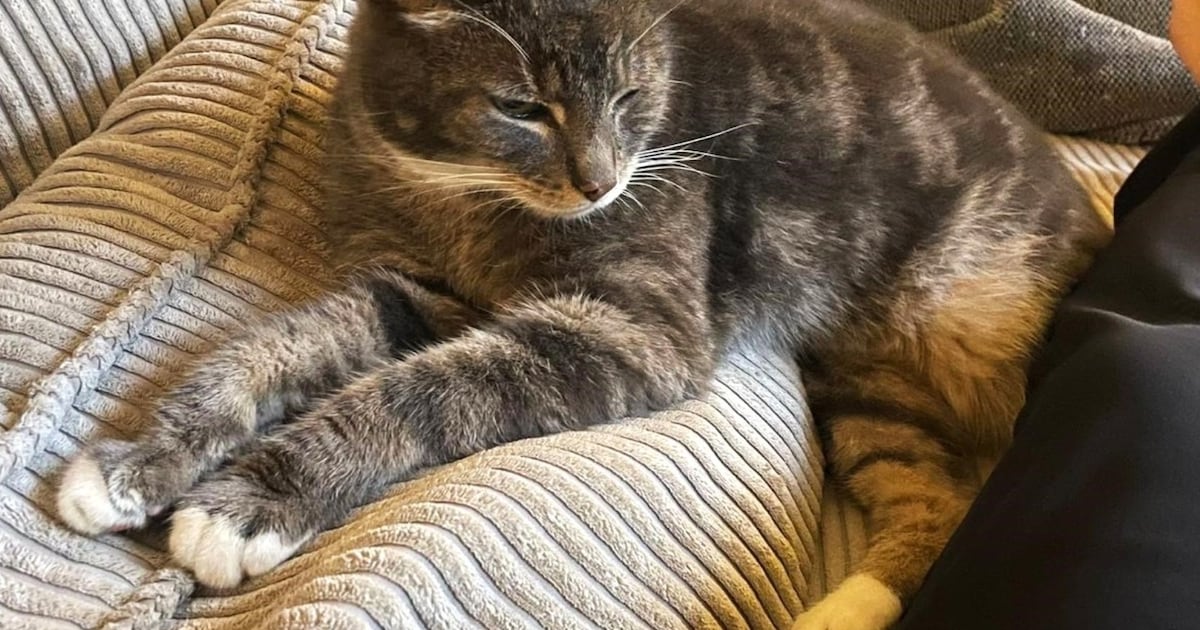 Heb jij Zwieber gezien? Dit huisdier wordt in Drimmelen vermist