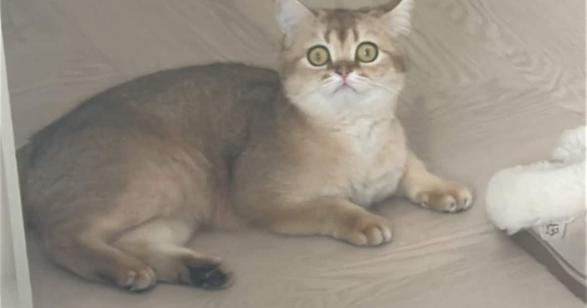 Heb jij Nola of Binti gezien? Deze twee huisdieren worden in Bunnik vermist