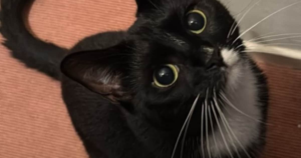 Heb jij Tijgertje, Pip of Lola gezien? Deze 6 huisdieren worden in Nijmegen vermist
