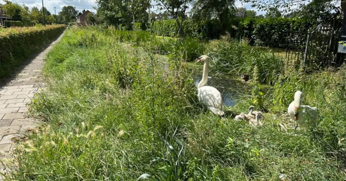 Zwanenfamilie langs Bovenkerkweg blijft alert