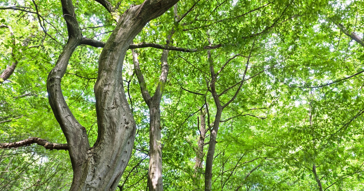 Bomenloket Fryslân geeft advies over bomen en struiken in Friese regio’s