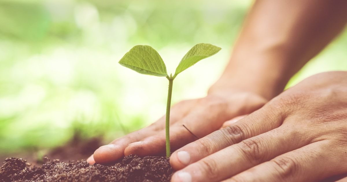 Drimmelen deelt gratis bloemzaad uit aan inwoners en agrariërs