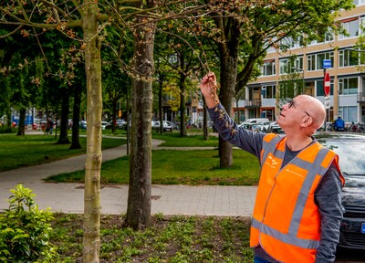 Extra aandacht en water voor jonge bomen in Rotterdam: zo zorgt bomenexpert ervoor dat ze overleven