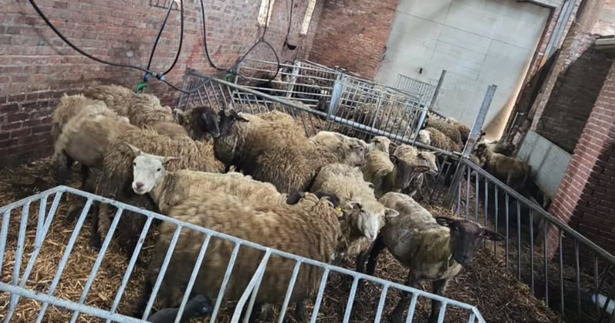 Politie vindt 40 dode dieren in schuur, man (21) aangehouden