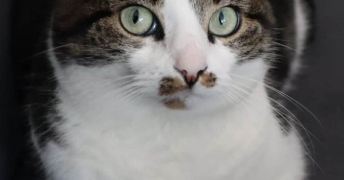 Heb jij Lilly gezien? Dit huisdier wordt in Zutphen vermist