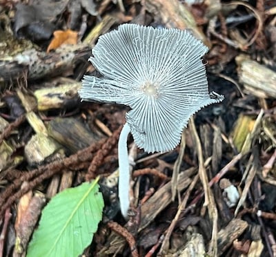 IVN houdt herfstwandeling op terrein Eckartdal in Eindhoven
