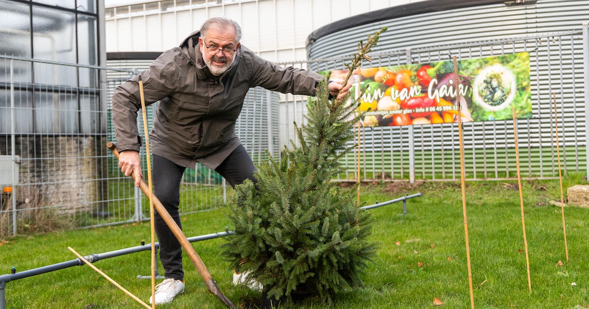 In dit hotel kunnen kerstbomen ‘uitrusten’ tot de volgende kerst: ‘Veel duurzamer’