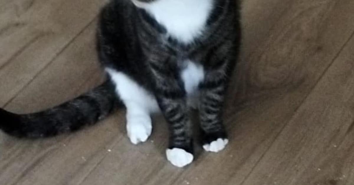 Heb jij Teddy, Harley of Mimi gezien? Deze vijf huisdieren worden in Purmerend vermist
