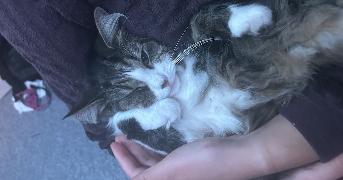 Heb jij Smoothy gezien? Dit huisdier wordt in Landsmeer vermist