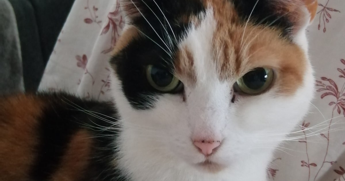 Heb jij Jackey of Kleintje gezien? Deze twee huisdieren worden in Zutphen vermist