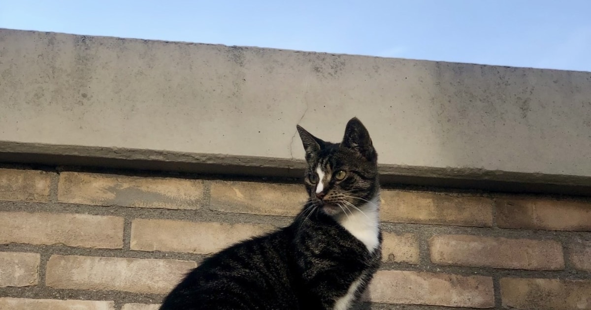 Heb jij Lillith, Mimi of Markis gezien? Deze vier huisdieren worden in Purmerend vermist