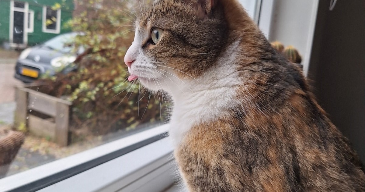 Heb jij Lucy, Digo of Moesie gezien? Deze vijf huisdieren worden in Zaanstad vermist