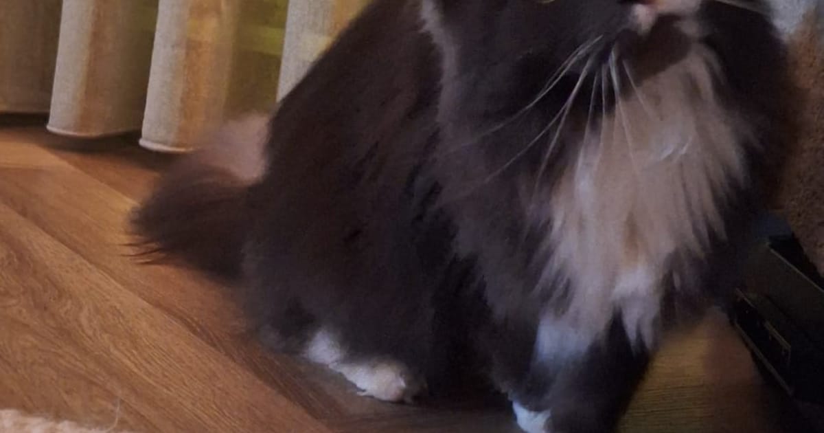 Heb jij Julie gezien? Dit huisdier wordt in Beesel vermist