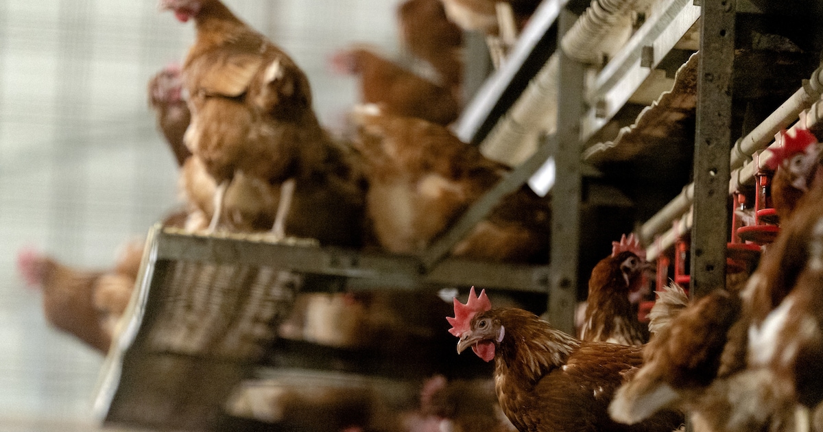 Vogelgriep vastgesteld in Opende: ruim 56.000 dieren geruimd