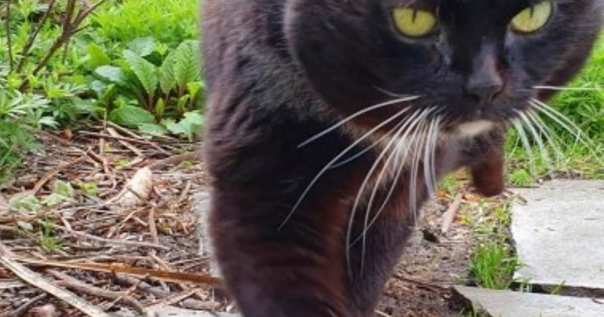 Heb jij Shaggy of Lori gezien? Deze twee huisdieren worden in Landgraaf vermist