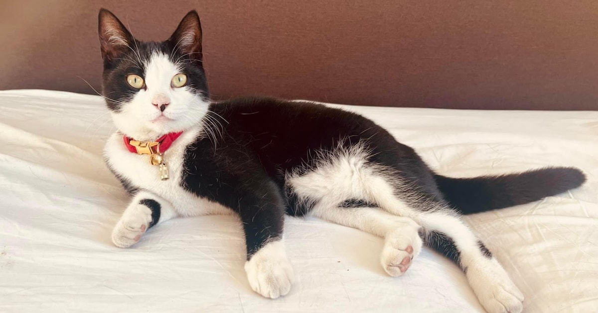 Heb jij Rinus, Jip of Pepper gezien? Deze drie huisdieren worden in Veere vermist