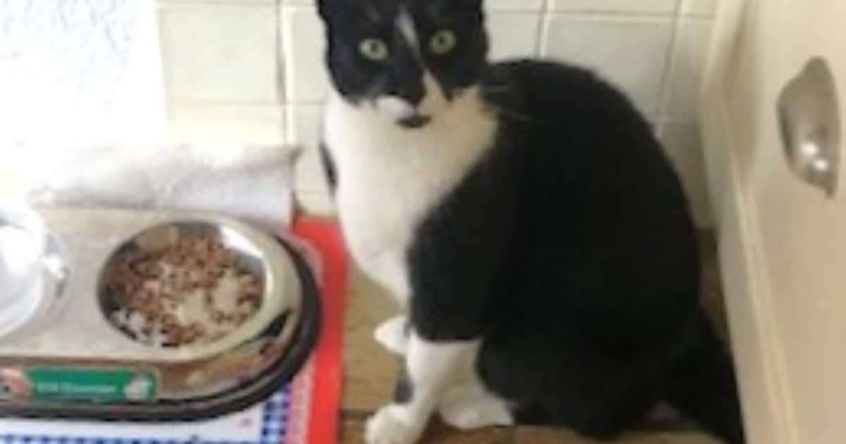 Heb jij Bruno, Daryl of Mino gezien? Deze drie huisdieren worden in Barneveld vermist