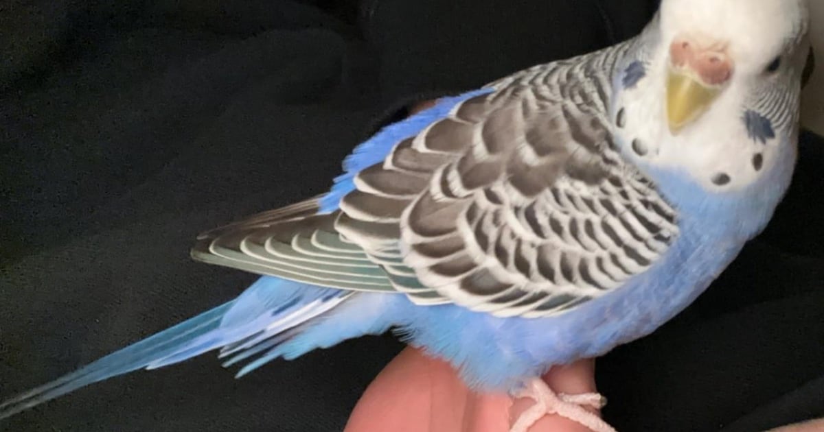 Heb jij Luigi gezien? Dit huisdier wordt in Nuenen, Gerwen en Nederwetten vermist