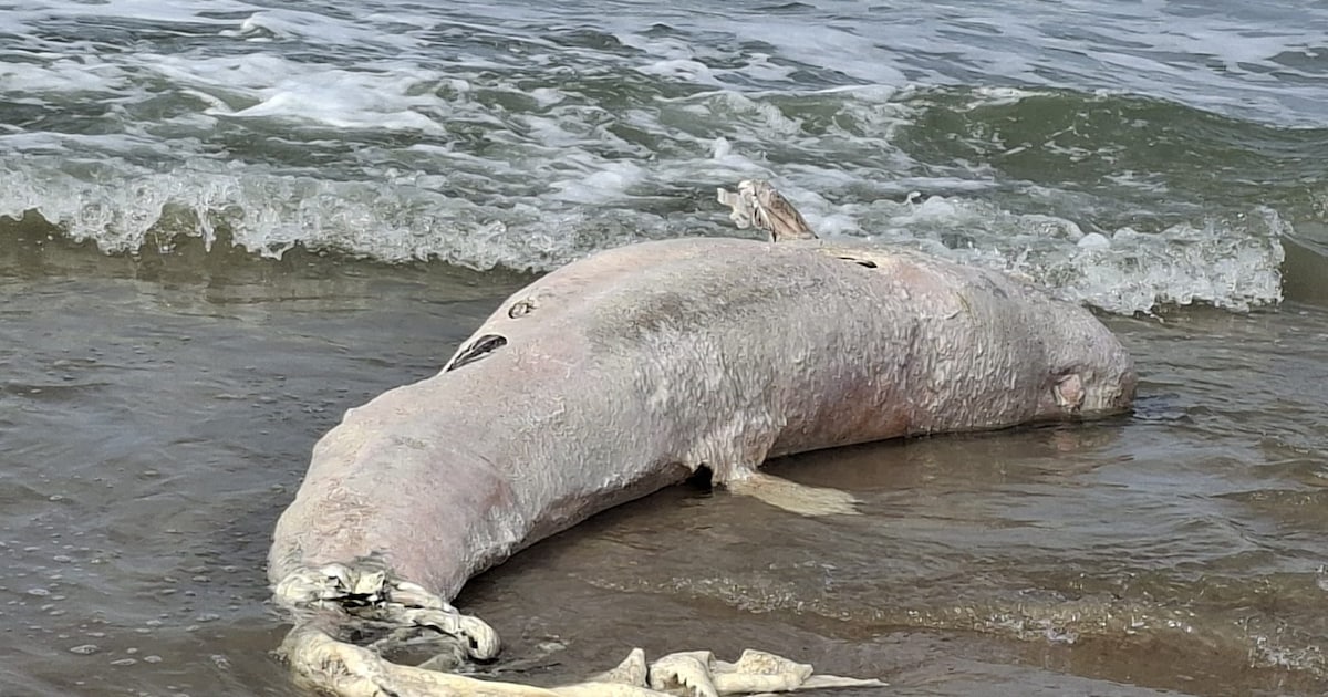 Dode zeezoogdier dat in Zeeland aanspoelde blijkt toch geen beloega