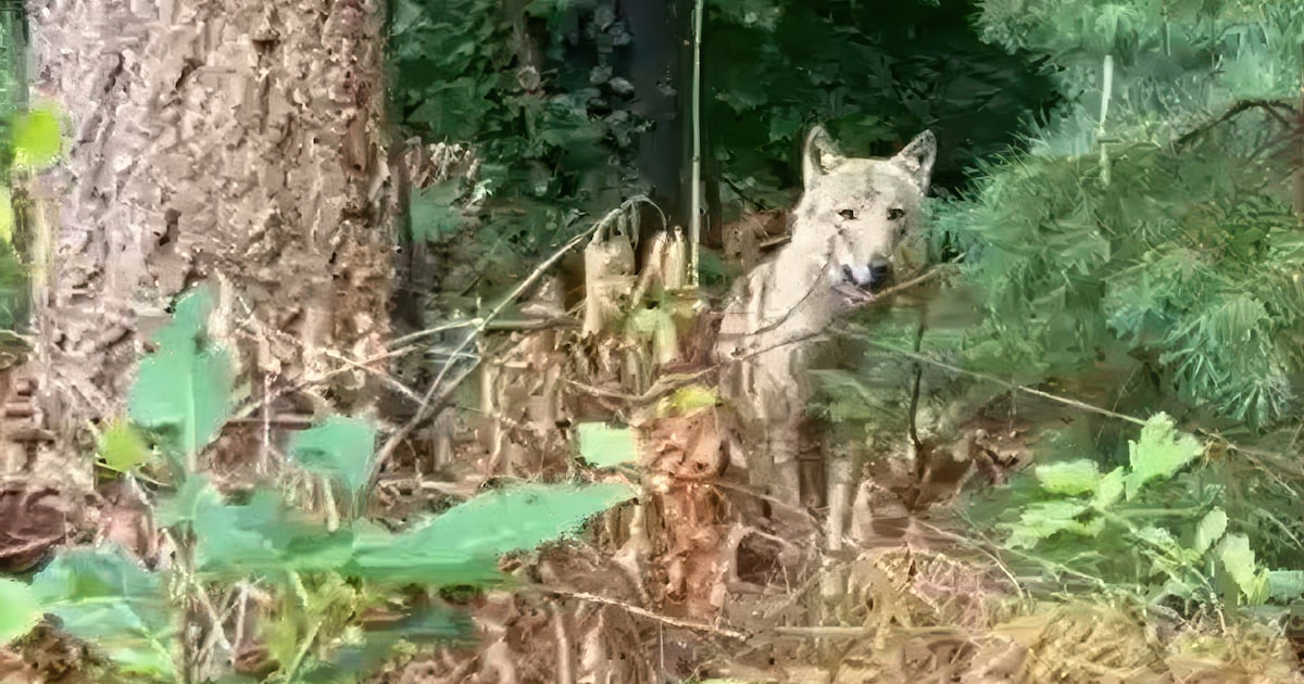 ‘Probleemwolf’ Bram mogelijk doodgeschoten: ben jij opgelucht?