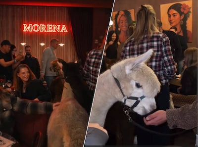 Wéér alpaca’s bij restaurant, nadat eigenaar eerder sorry zei: ‘Welzijn dieren staat nu voorop’