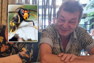 Belgische man (60) die na aanval door Aziatische hoornaars hersendood was verklaard, is overleden in ziekenhuis