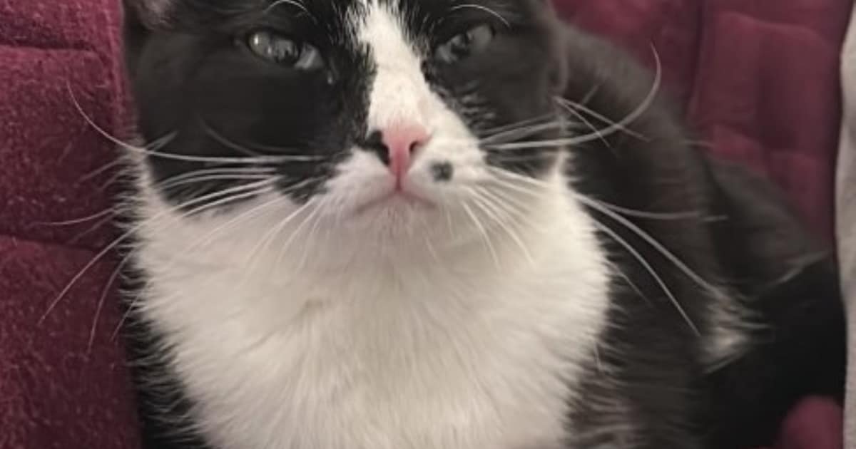 Heb jij Penny gezien? Dit huisdier wordt in Zutphen vermist