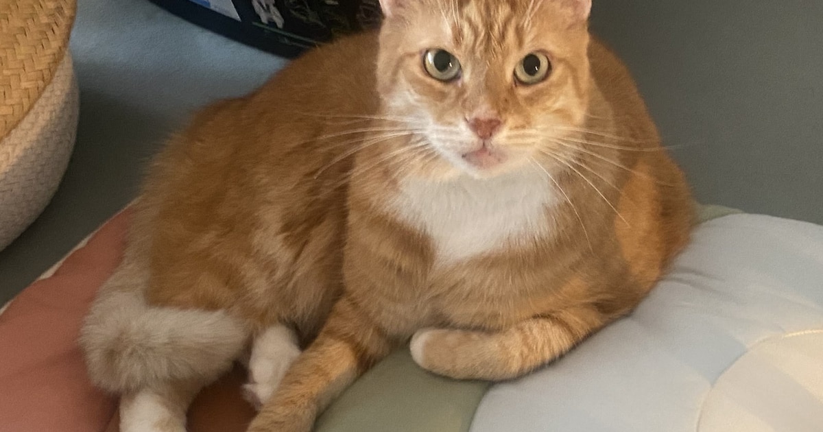 Heb jij Miso gezien? Dit huisdier wordt in Diemen vermist