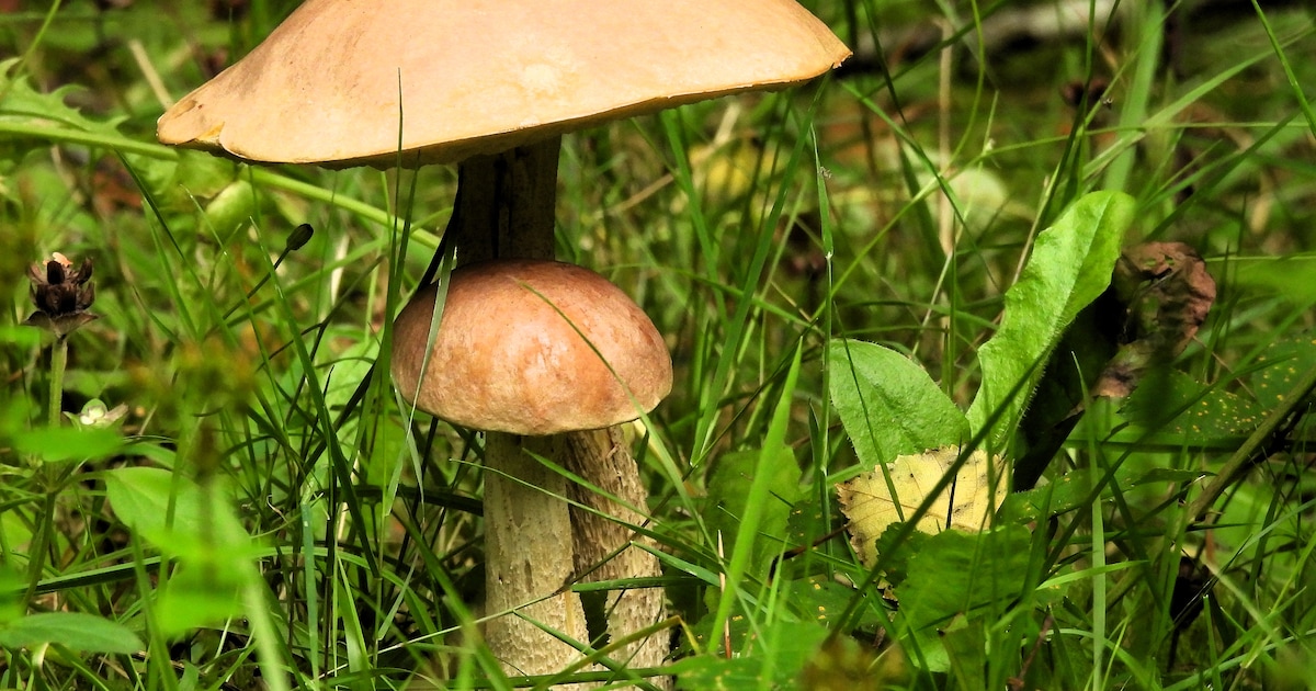 Paddenstoelenexcursie voert door Waterbos in Rockanje