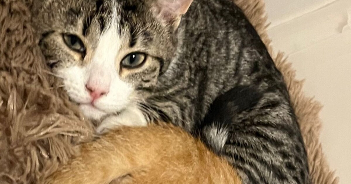 Heb jij Luna, Whisky of Panty gezien? Deze vijf huisdieren worden in Medemblik vermist