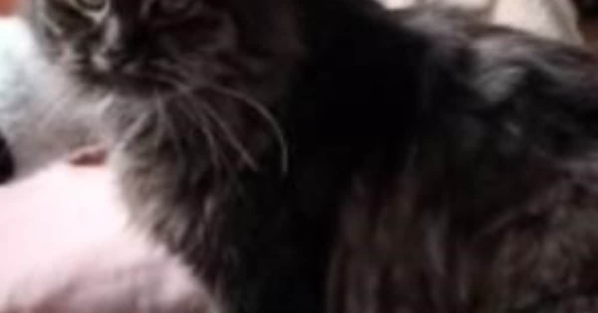 Heb jij Vasilij gezien? Dit huisdier wordt in Borger-Odoorn vermist