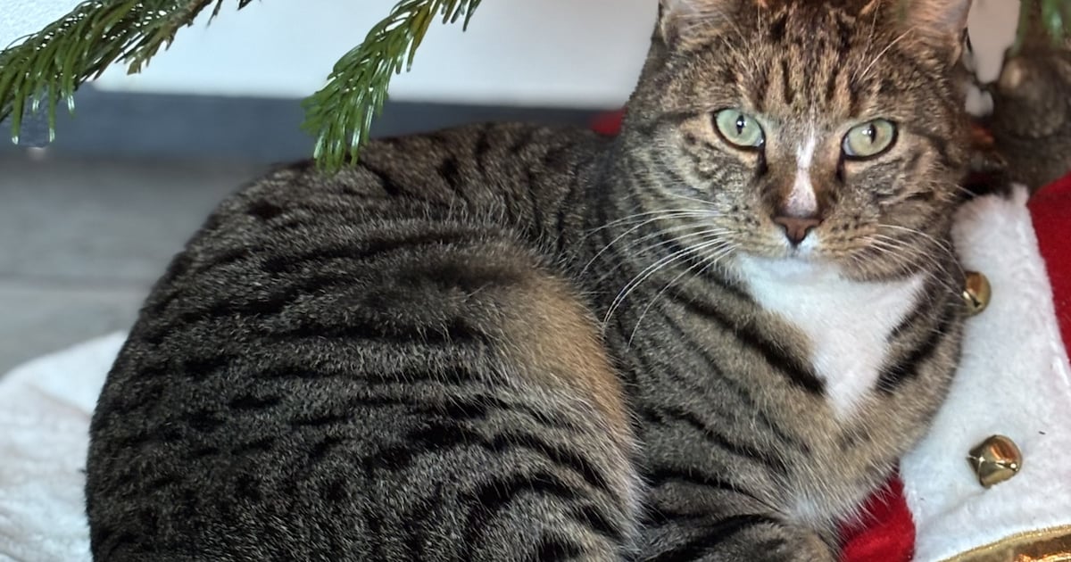 Heb jij Sjaak of Guus gezien? Deze twee huisdieren worden in Castricum vermist