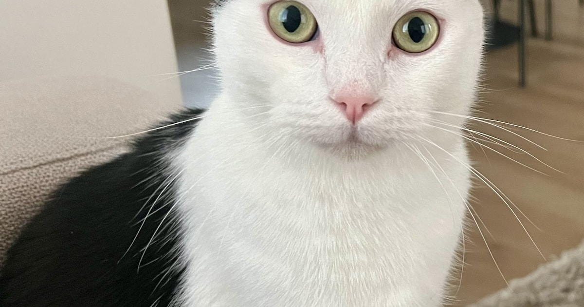 Heb jij Mauw, Otje of Abe gezien? Deze drie huisdieren worden in Zevenaar vermist