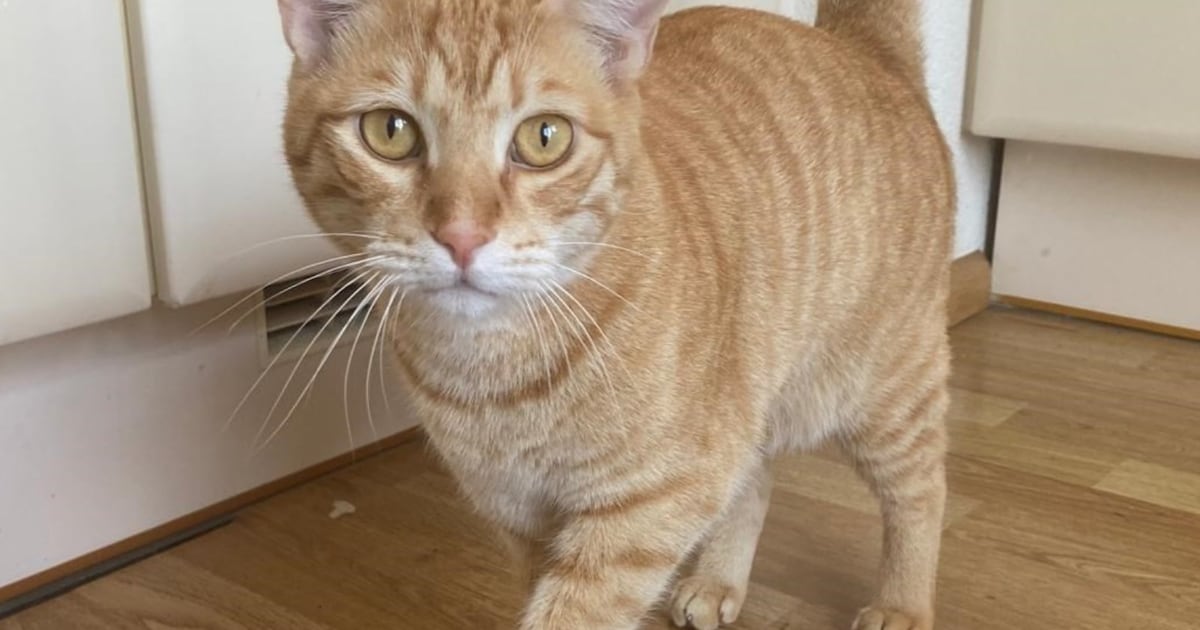 Heb jij Chez, Rico of Anna gezien? Deze vier huisdieren worden in Noordenveld vermist