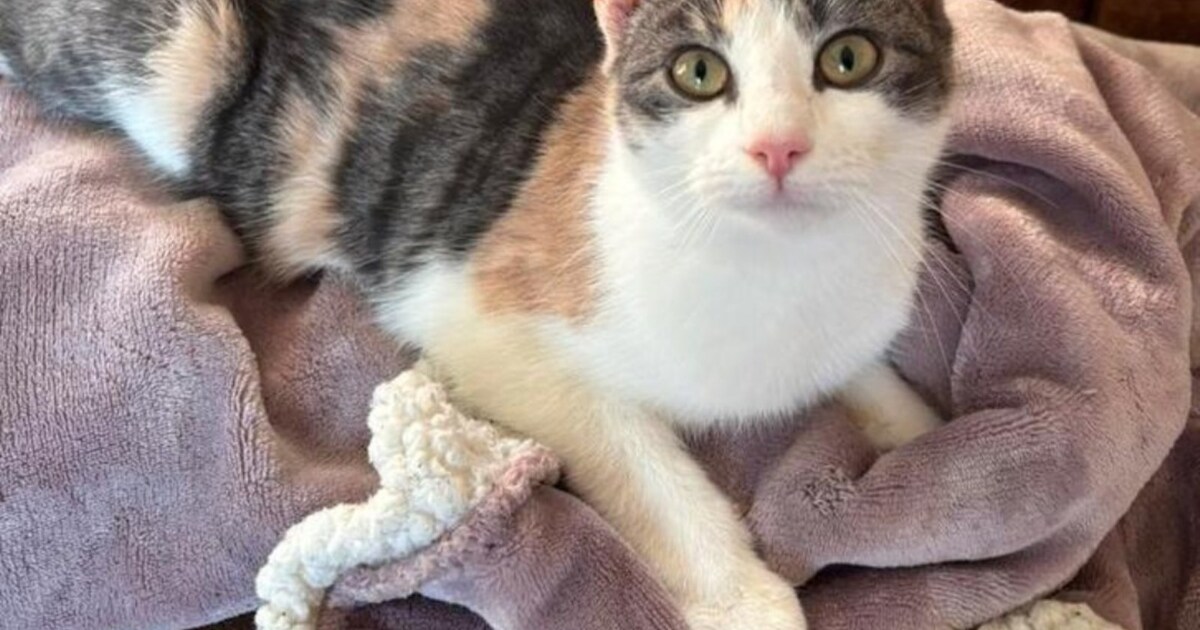 Heb jij Eevee, Zoey of Loeki gezien? Deze vier huisdieren worden in Wijdemeren vermist