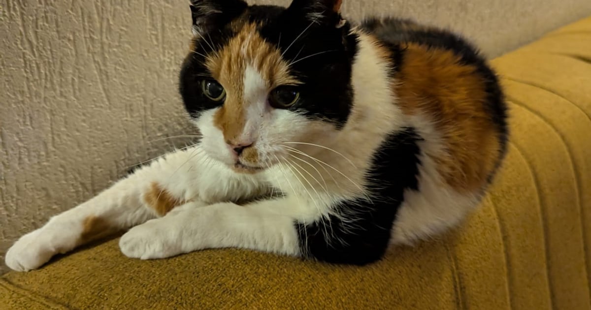 Heb jij Mo of Misty gezien? Deze twee huisdieren worden in Bodegraven-Reeuwijk vermist