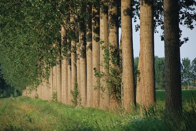 Image related to the article