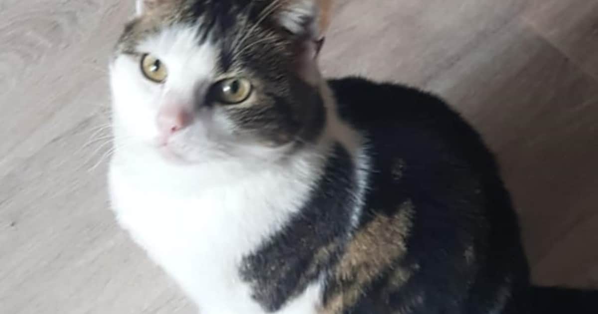 Heb jij Coco, Bobby of Momo gezien? Deze vier huisdieren worden in Stichtse Vecht vermist
