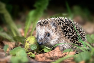 Kindermiddag over dieren in winterslaap in Asten