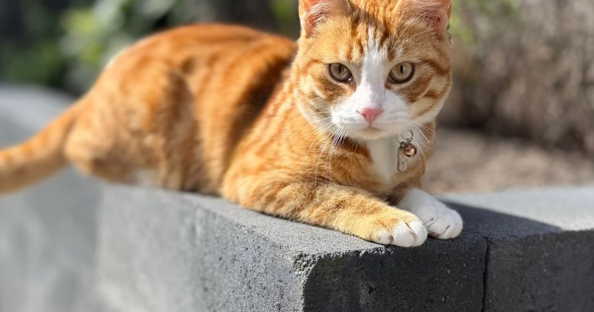 Heb jij Bob gezien? Dit huisdier wordt in Bunschoten-Spakenburg vermist